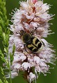 Fraissinet (Lozère) Juin 2011 Scarabee, cetoine, coleoptere, insecte, fleur, lozere, languedoc 