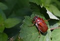 Faumontagne (Tarn) Juin 2011 Dynaste, scarabee, coleoptere, insecte, tarn, midi-pyrenees 
