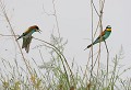 Lespignan (Hérault) Mai 2006 Oiseau, passereau, guepier, herault, languedoc 