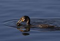 Baie de Somme (Septembre 2011) Oiseau, palmipede, cormoran, somme, nord 