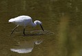 Baie de Somme (Juin 2011) Oiseau, echassier, aigrette, somme, nord 