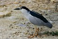 Étang de Bages (Aude) Mai 2009 Oiseau, echassier, heron, aude, languedoc 