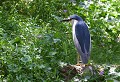 Bages (Aude) Mai 2009 Oiseau, echassier, heron, aude, languedoc 