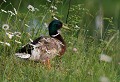 Lacroisille (Tarn) Mai 2008 Oiseau, palmipede, canard, tarn, midi-pyrenees 