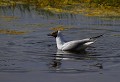 Baie de Somme (Juin 2011) Oiseau, palmipede, laride, mouette, somme, nord 