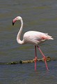 Étang de Bages (Aude) Mai 2009 Oiseau, echassier, flamand rose, aude, languedoc 