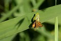 Lespignan (Hérault) Juin 2009 Amphibien, grenouille, rainette, herault, languedoc 