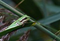 Lespignan (Hérault) Septembre 2010 Amphibien, grenouille, rainette, herault, languedoc 