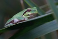 Lespignan (Hérault) Septembre 2010 Amphibien, grenouille, rainette, herault, languedoc 