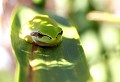 Lespignan (Hérault) Septembre 2010 Amphibien, grenouille, rainette, herault, languedoc 