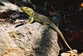 Massif de la Clape (Aude) Juin 2000 Reptile, lezard, aude, languedoc 