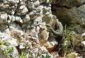 Aigues-vives (Aude) Juin 2007 Reptile, lezard, aude, languedoc 