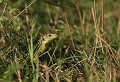 Le Malzieu (Lozère) Septembre 2011 Reptile, lezard, lozere, languedoc 