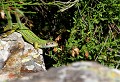Les Hermaux (Lozère) Juin 2008 Reptile, lezard, lozere, languedoc 