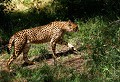 Réserve de Sigean (Aude) Mai 2009 Mammifere, carnivore, felin, guepard, afrique 