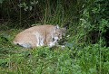 Réserve de Thoiry (Yvelines) Août 2008 Mammifere, carnivore, felin, lynx, amerique, europe 