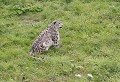 Réserve de Thoiry (Yvelines) Août 2008 Mammifere, carnivore, felin, leopard, panthere, himalaya, asie 