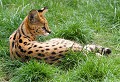 Réserve de Thoiry (Yvelines) Août 2008 Mammifere, carnivore, felin, serval, afrique 