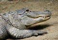 Réserve de Sigean (Aude) Mai 2009 Reptile, crocodilien, alligator, amerique 