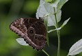 La Serre aux Papillons (Yvelines) Août 2008 Lepidoptere, papillon, exotique, insecte, morpho, amerique, bresil, equateur 