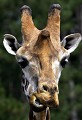 Réserve de Sigean (Aude) Mai 2009 Mammifere, herbivore, girafe, ruminant, kenya, afrique 
