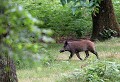 Forêt de Rambouillet (Yvelines) Juin 2006 Mammifere, suide, sanglier, omnivore, foret, yvelines, ile de france 