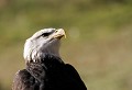 Réserve de Sigean (Aude) Mai 2009 Oiseau, rapace, aigle, amerique 