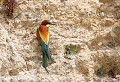 Lespignan (Hérault) Mai 2006 Oiseau, passereau, guepier, herault, languedoc 