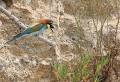 Lespignan (Hérault) Mai 2006 Oiseau, passereau, guepier, herault, languedoc 