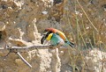 Lespignan (Hérault) Mai 2006 Oiseau, passereau, guepier, herault, languedoc 